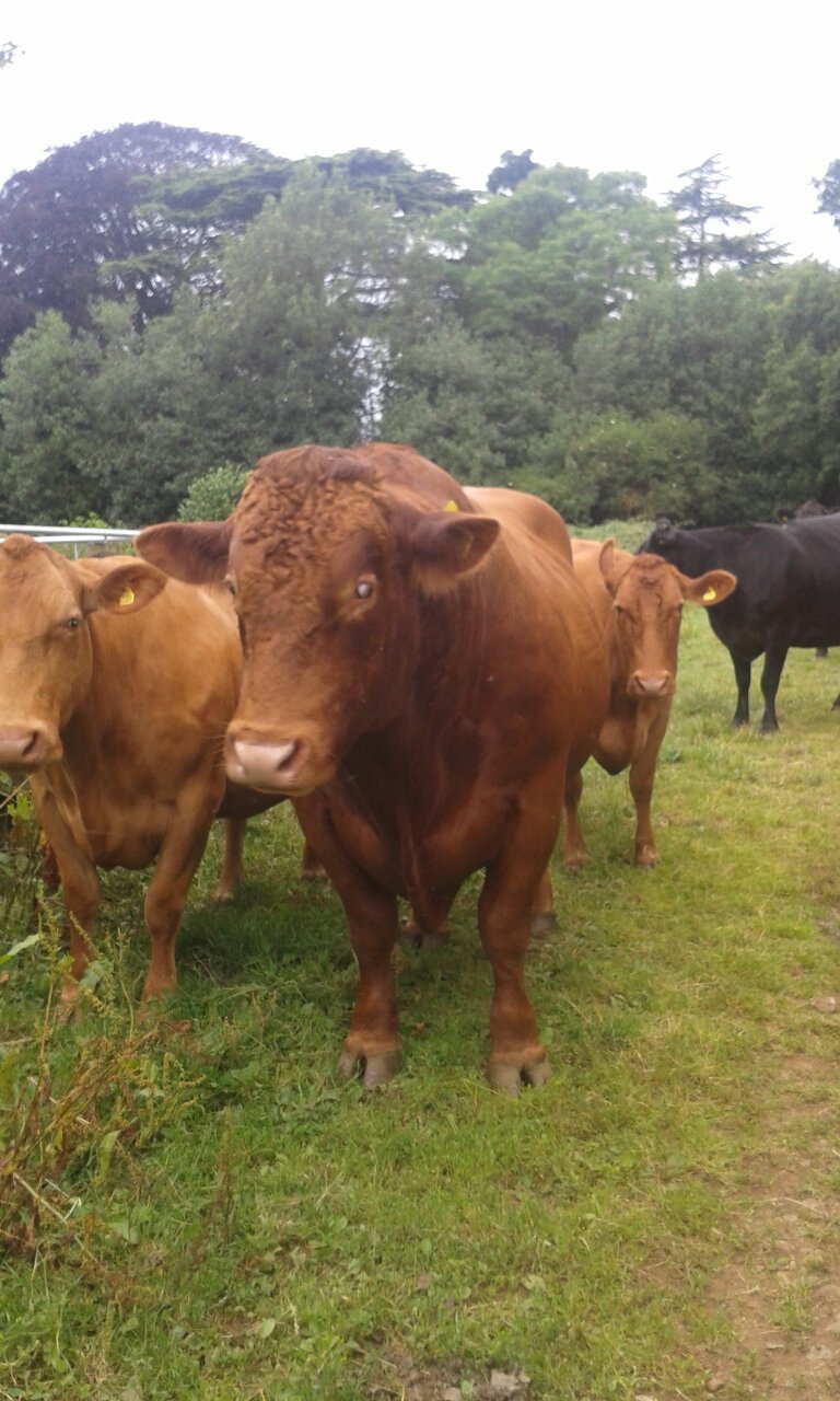 Glebe Farm Bed and Breakfast-官方