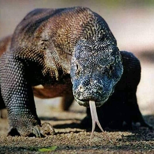 Alexandra Komodo Tour
