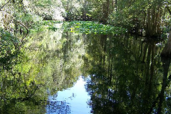Highlands Hammock State Park景点图片