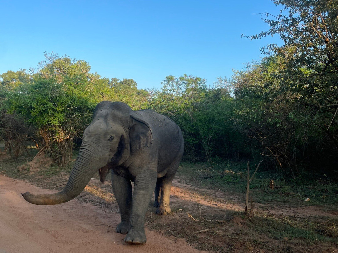 Nissanka Yala Safari