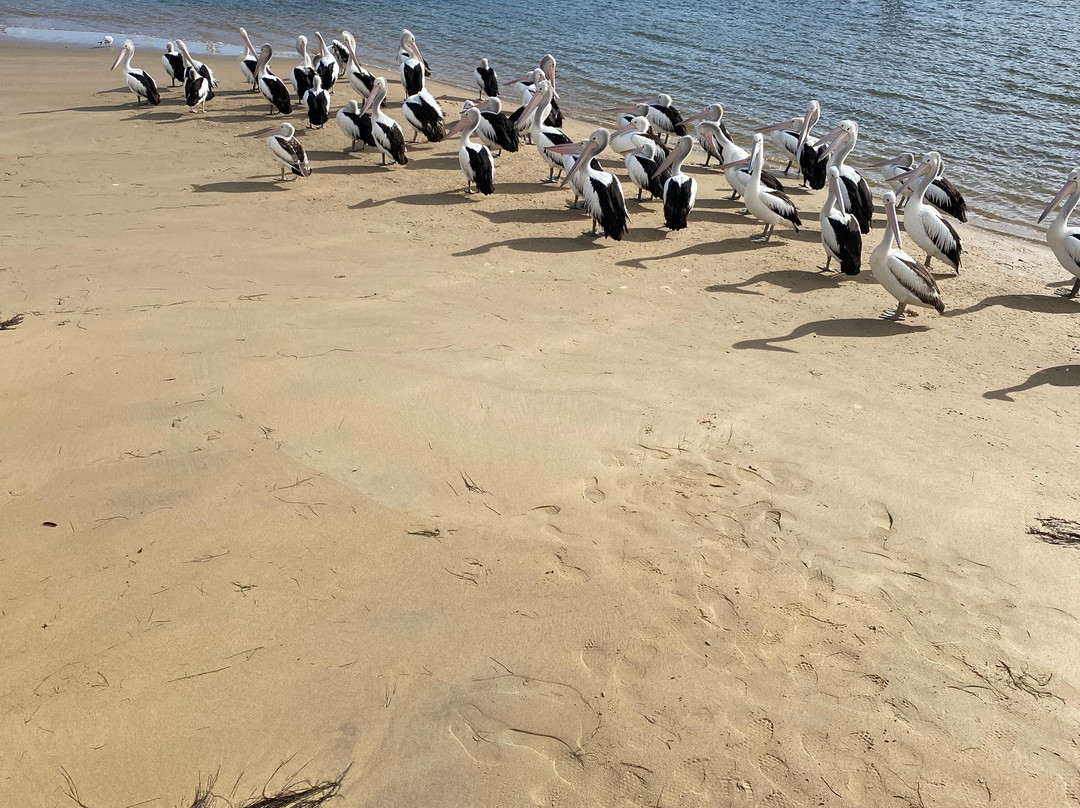 San Remo Fishermans Co-Op Pelican Feeding-圣雷莫必去景点