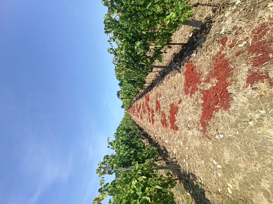Domaine du Siorac景点图片
