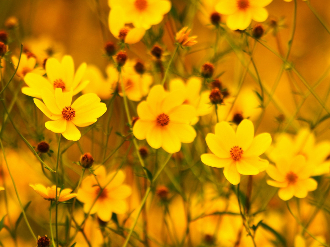 Stephen C. Foster State Park-Fargo必去景点