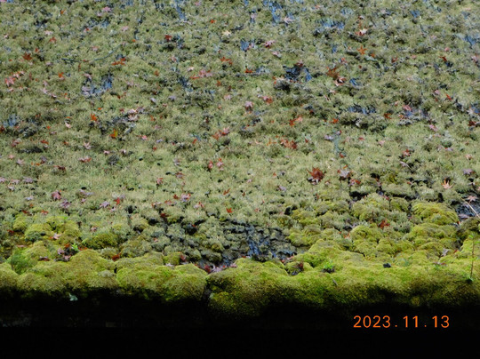 Choju-ji Temple Main Hall-湖南市必去景点