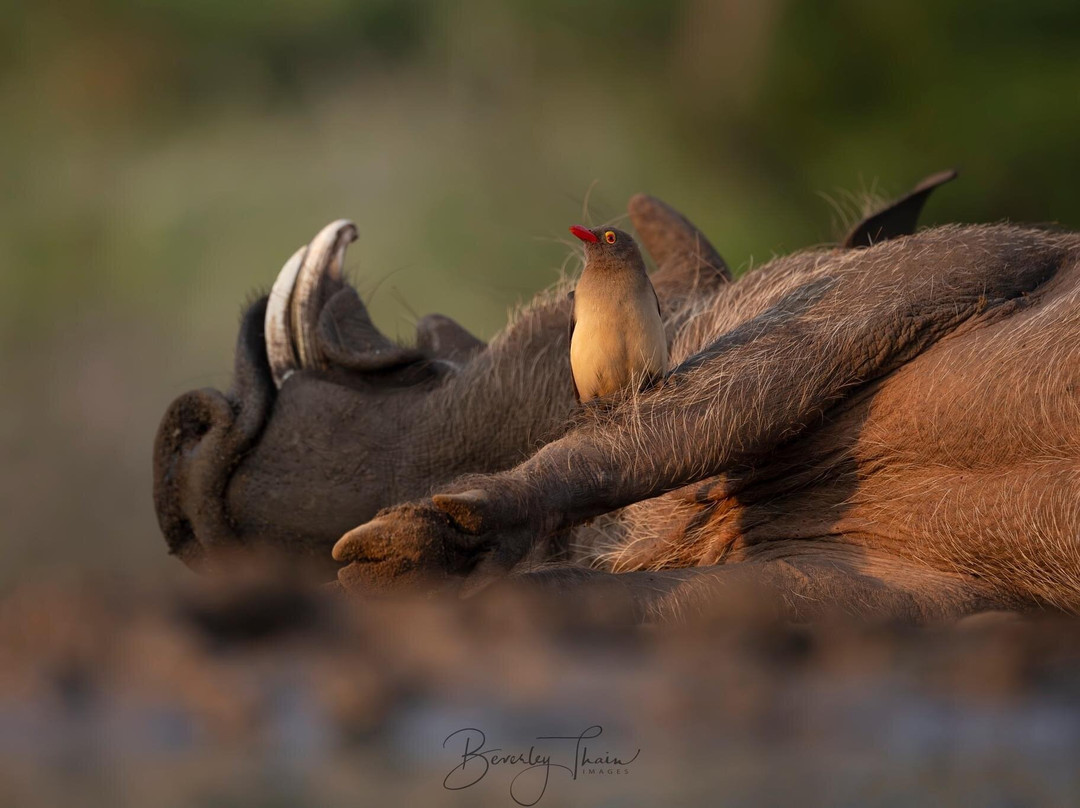 Zimanga Private Game Reserve-莫库斯必去景点