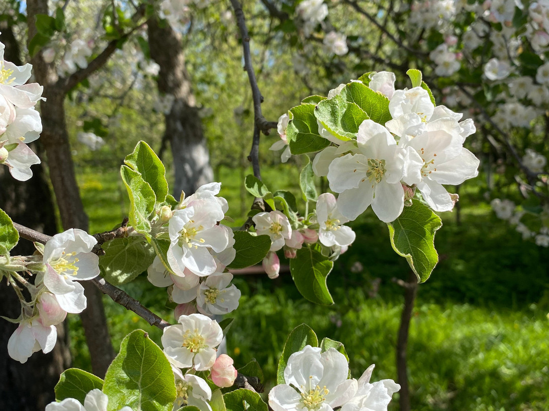 Anhlijski Park-涅斯维日必去景点
