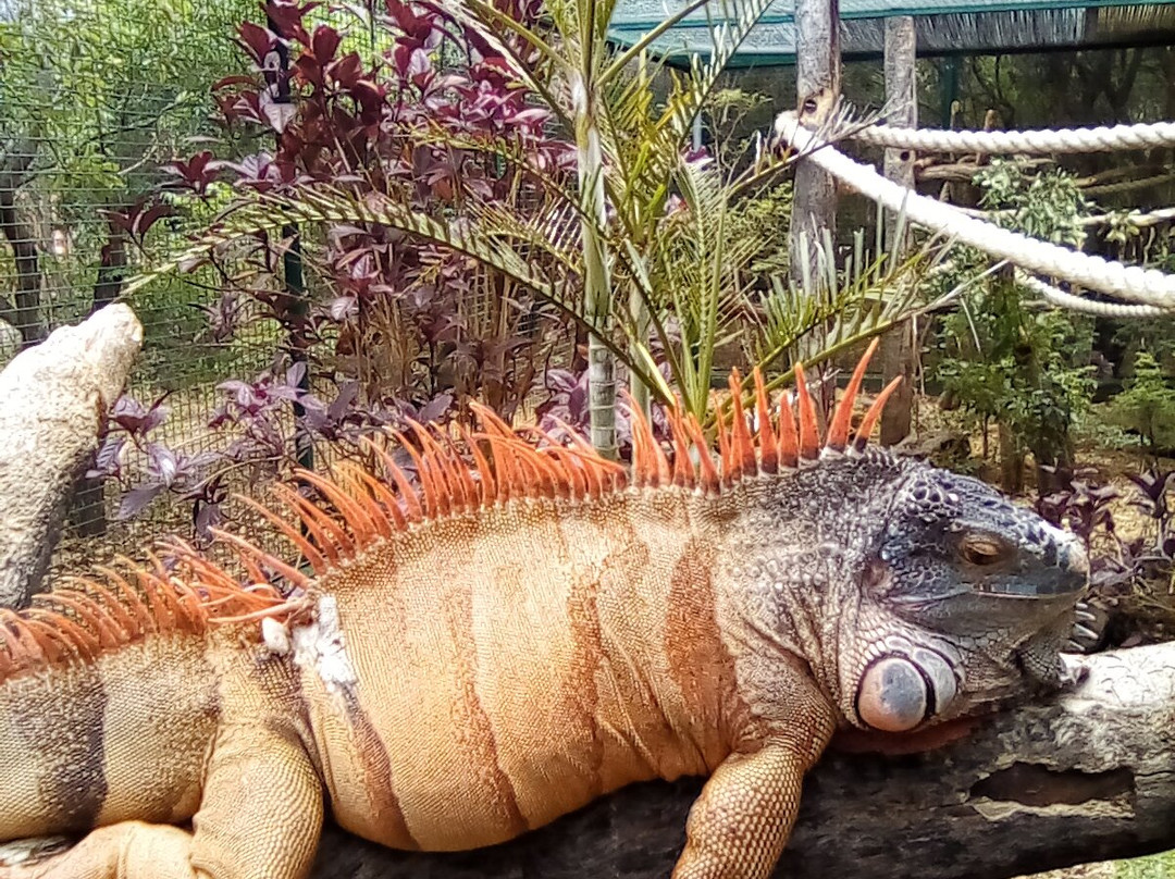 Zoo Parc De La Réunion景点图片
