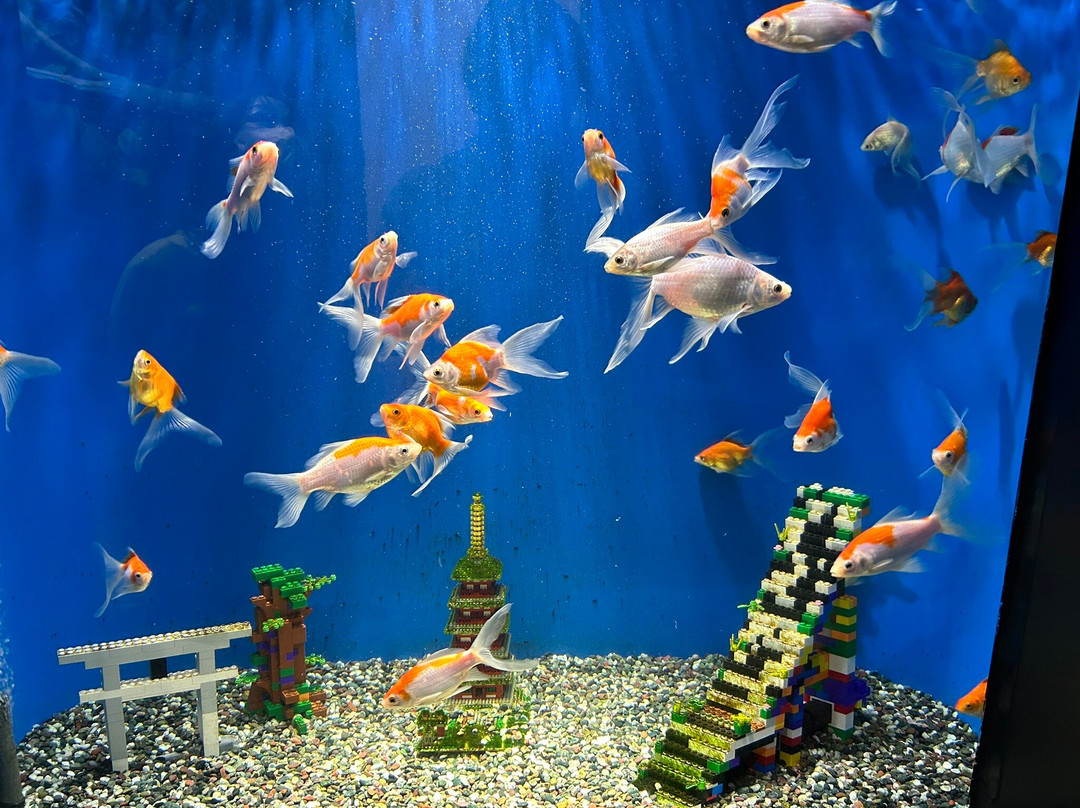 Tsuruoka City Kamo Aquarium景点图片