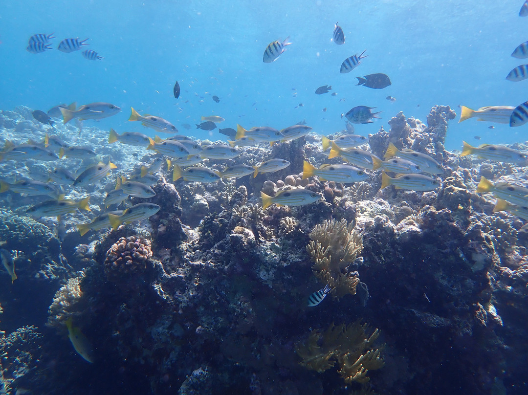 Snorkeling Menjangan Island景点图片