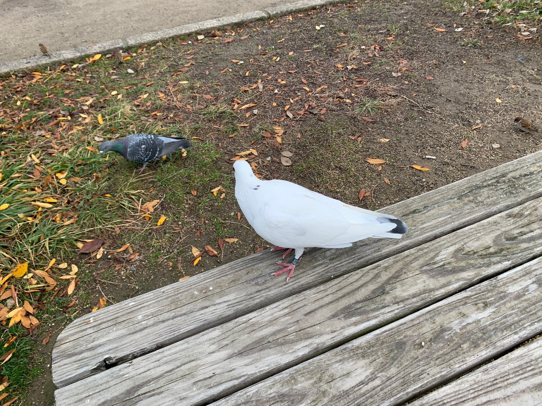 Hachijogaike-长冈京市必去景点