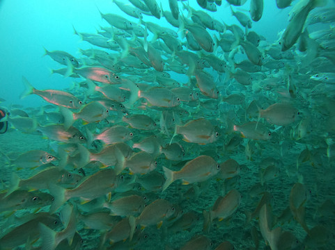 Leagues Ahead Diving-英国人海滩必去景点