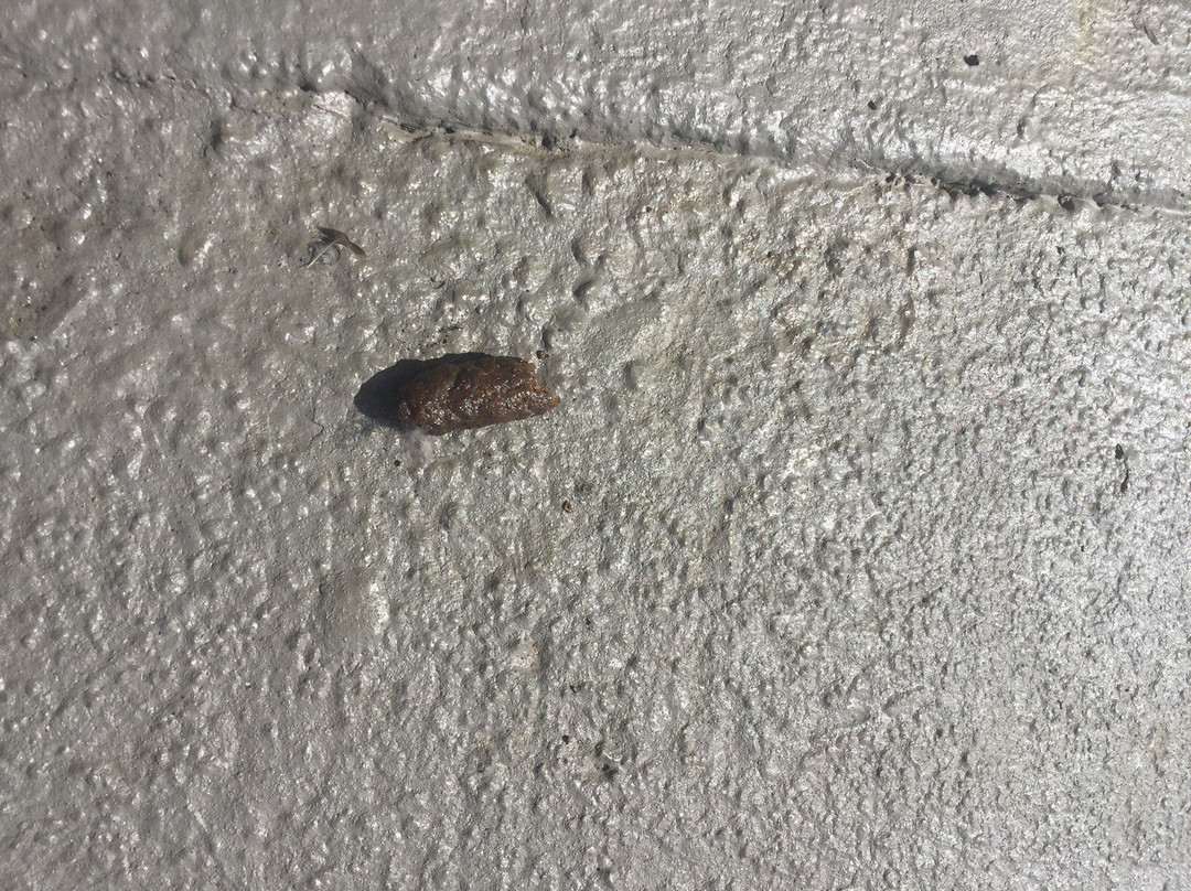 Best Western Dickson主图