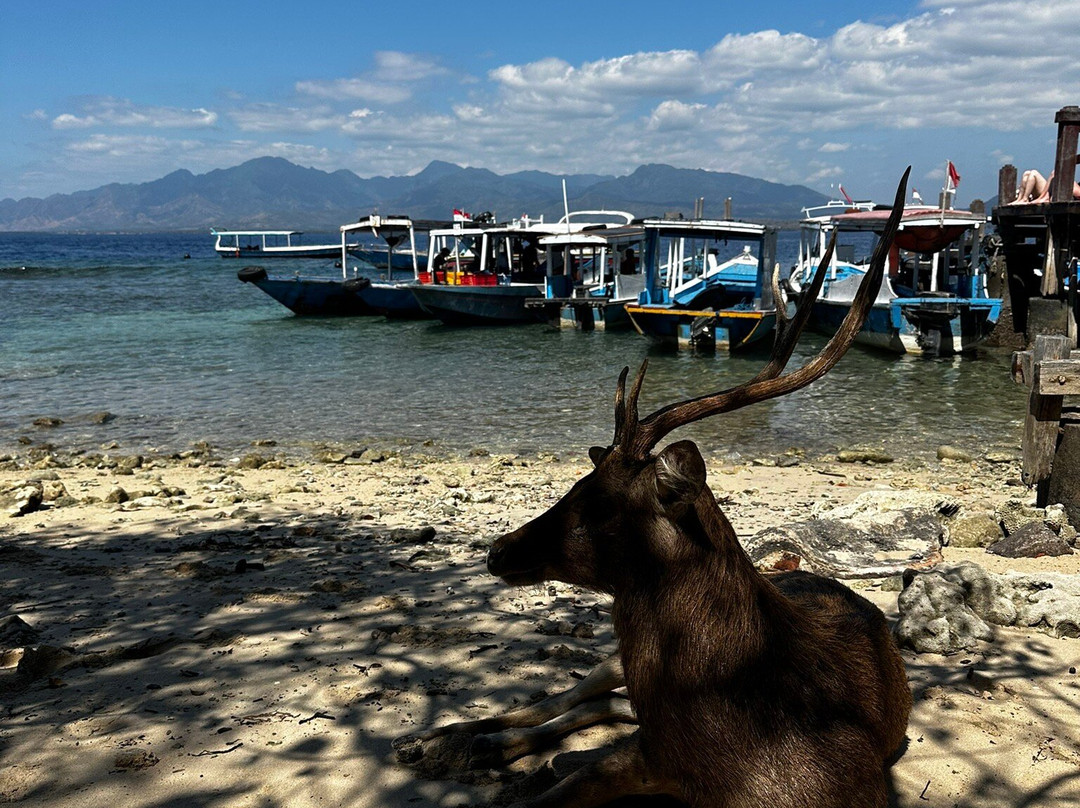 Tirta Dive Lovina-罗威那海滩必去景点