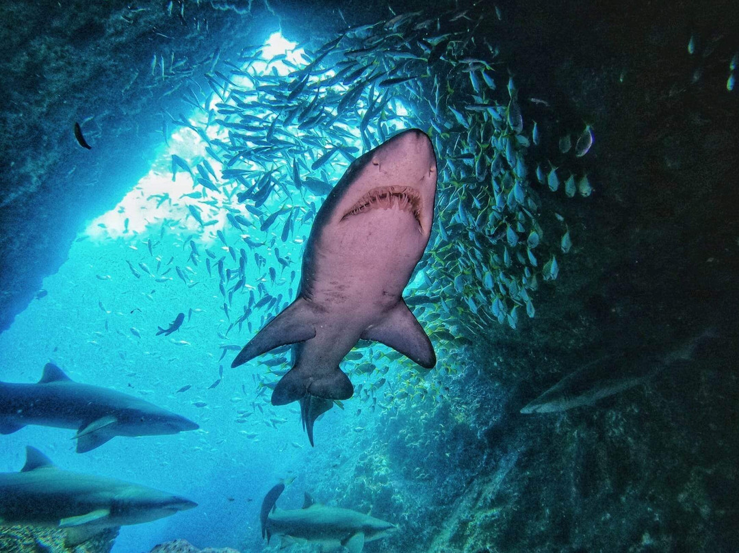 South West Rocks Dive Centre-西南岩必去景点