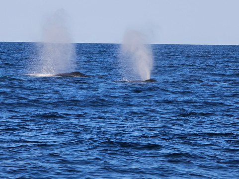 Kokomo Cruises-黄金海岸必去景点