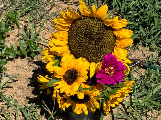 Aaron Family Orchards-Ellijay必去景点