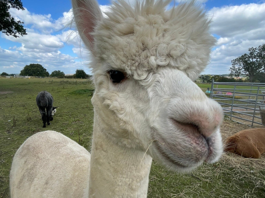Ambling Alpacas-Meriden必去景点