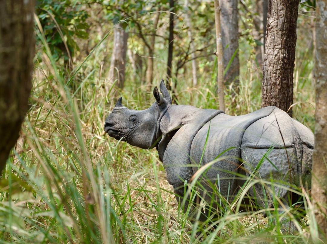 Chitwan National Park景点图片