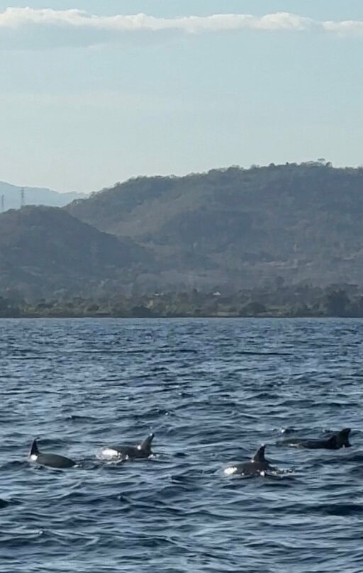 Lovina Dolphin Holiday景点图片
