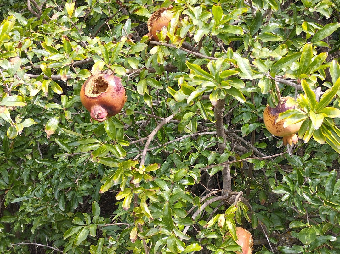 Le Jardin Botanique Frutier d'Avapessa-Avapessa必去景点
