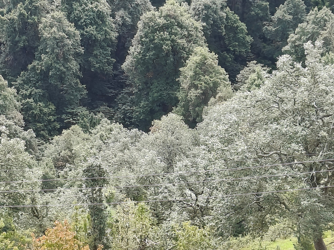 OYO 37141 Pathik Resort主图