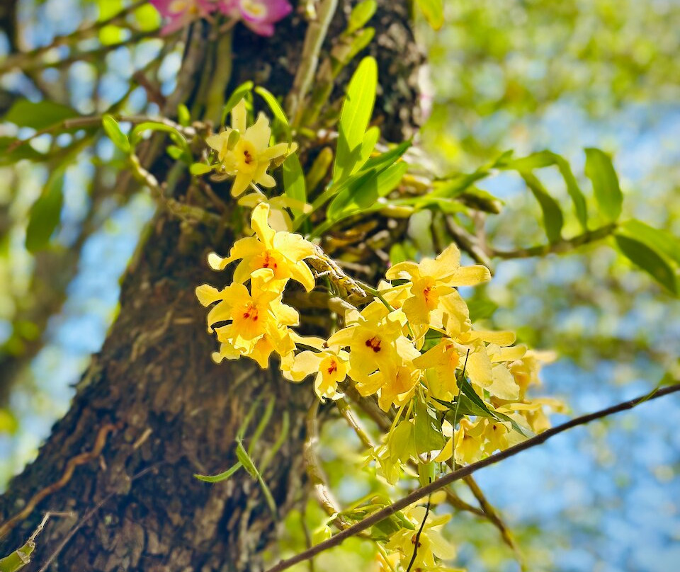 CEAEC - Centro de Altos Estudos da Conscienciologia-伊瓜苏必去景点