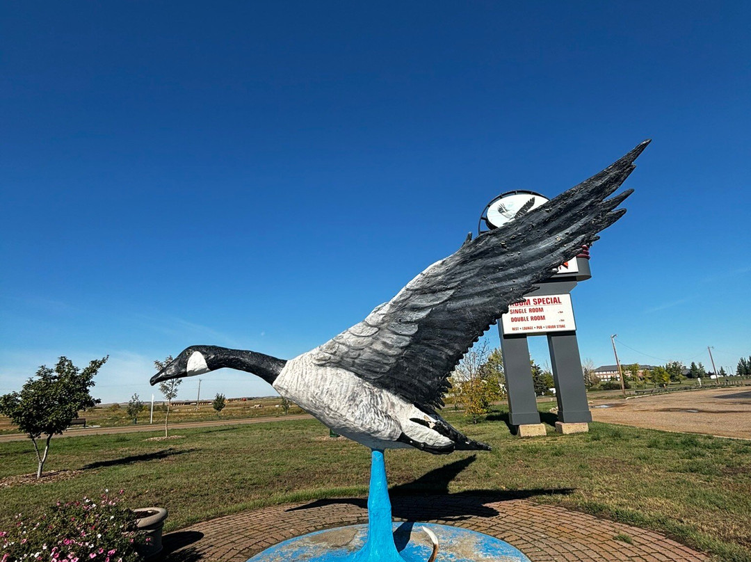 Largest Canadian Goose 1 Hanna景点图片