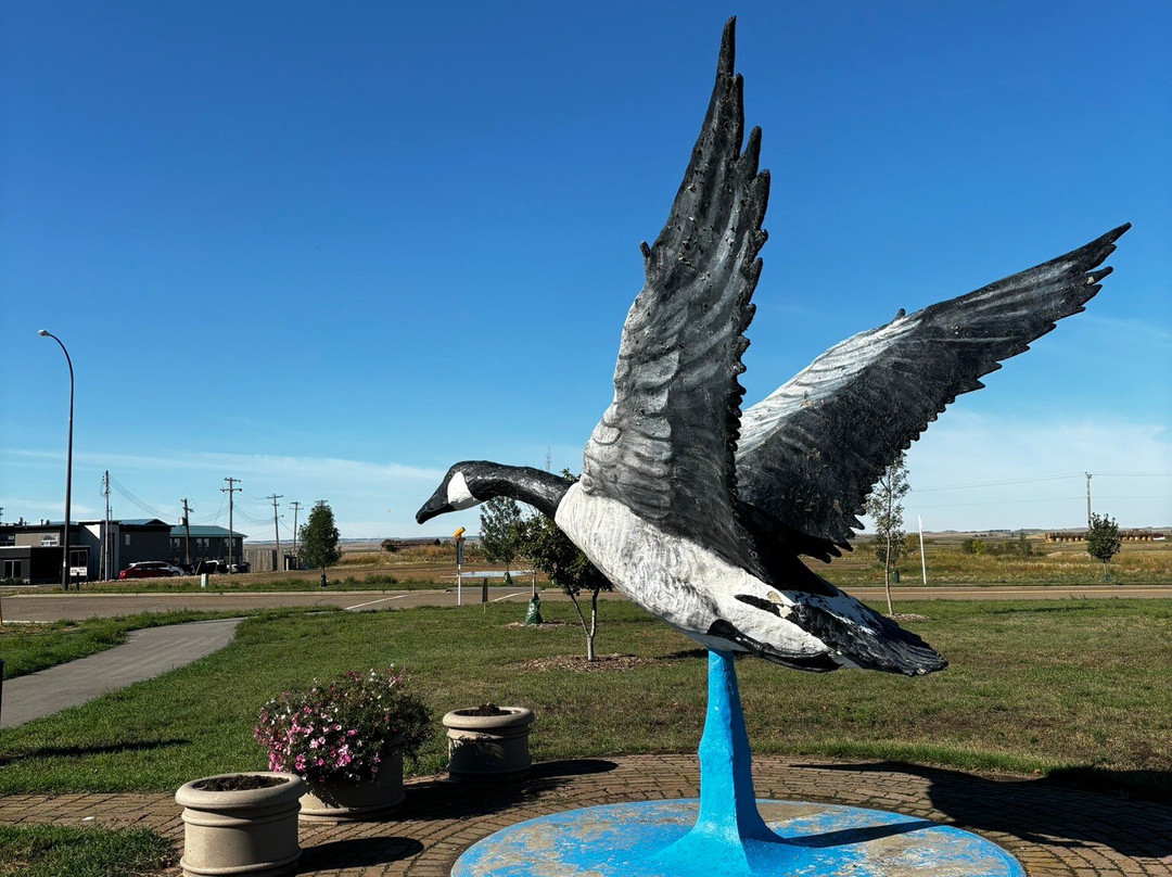 Largest Canadian Goose 1 Hanna景点图片