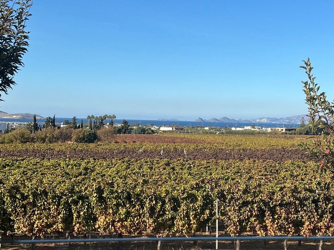 KTIMA AKRANI (Triantafyllopoulos Winery)-Kos Town必去景点