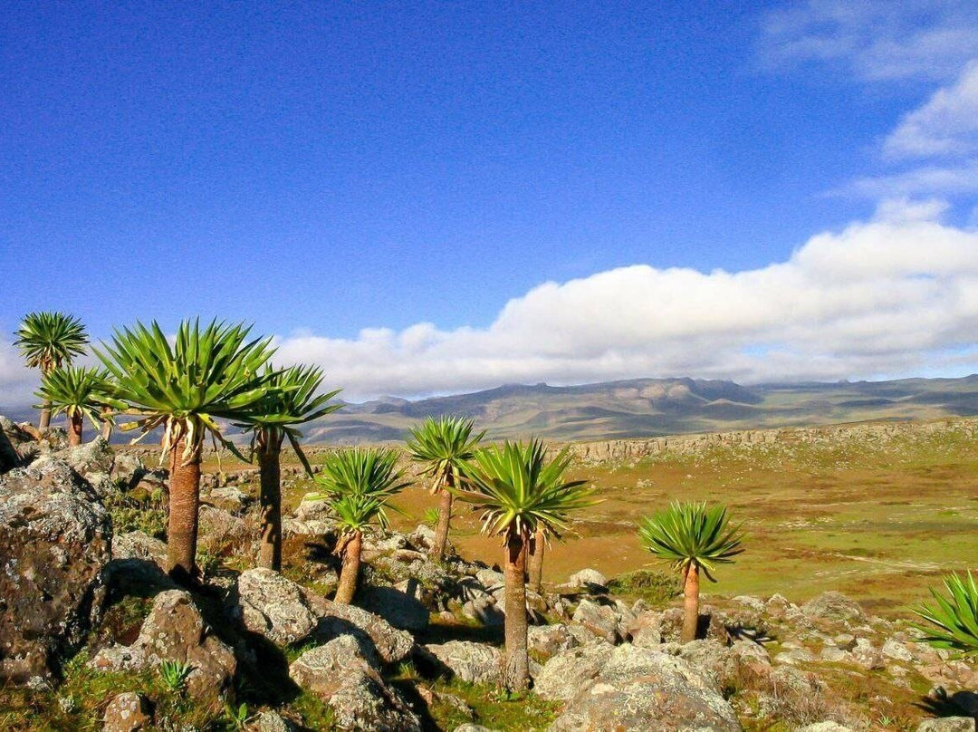 Bale Mountains Brilliant Tours景点图片
