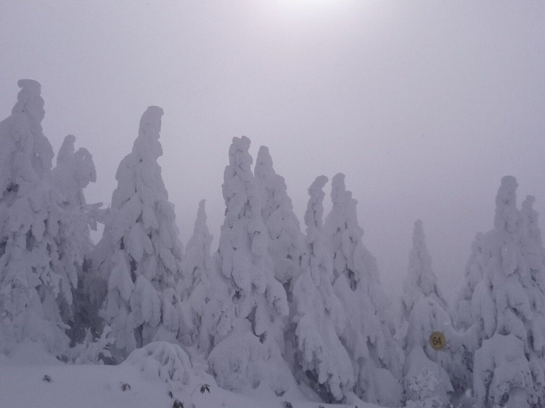 Frost Covered Trees of Zao景点图片