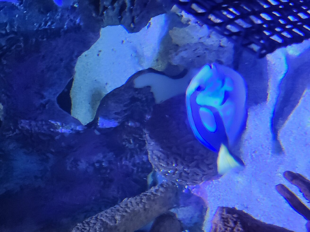 Great Lakes Aquarium-德卢斯必去景点