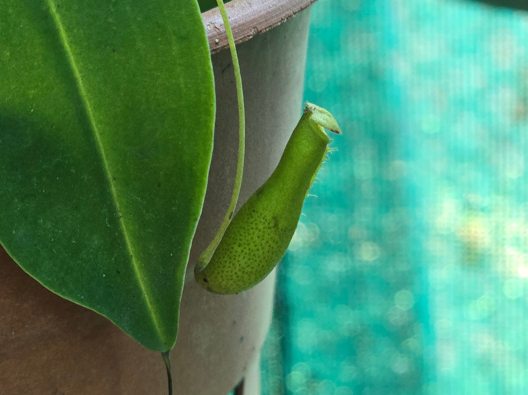 Biodiversity Park - Botanical Garden Visakhapatnam景点图片
