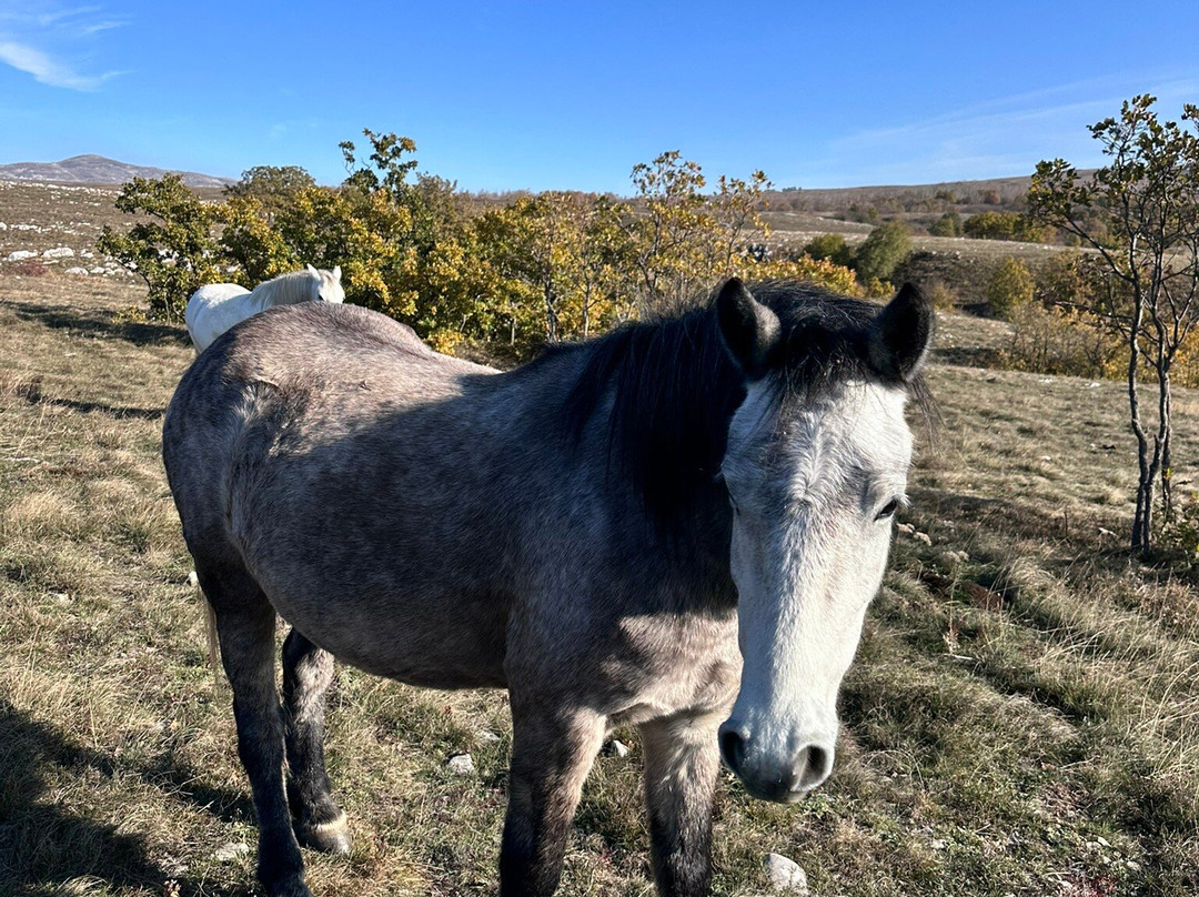 Livno Wild Horses Adventure Tours景点图片