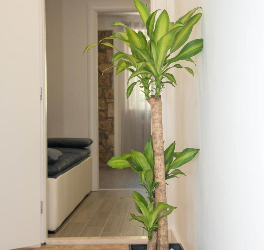 Luxury Apartments Petrovac
