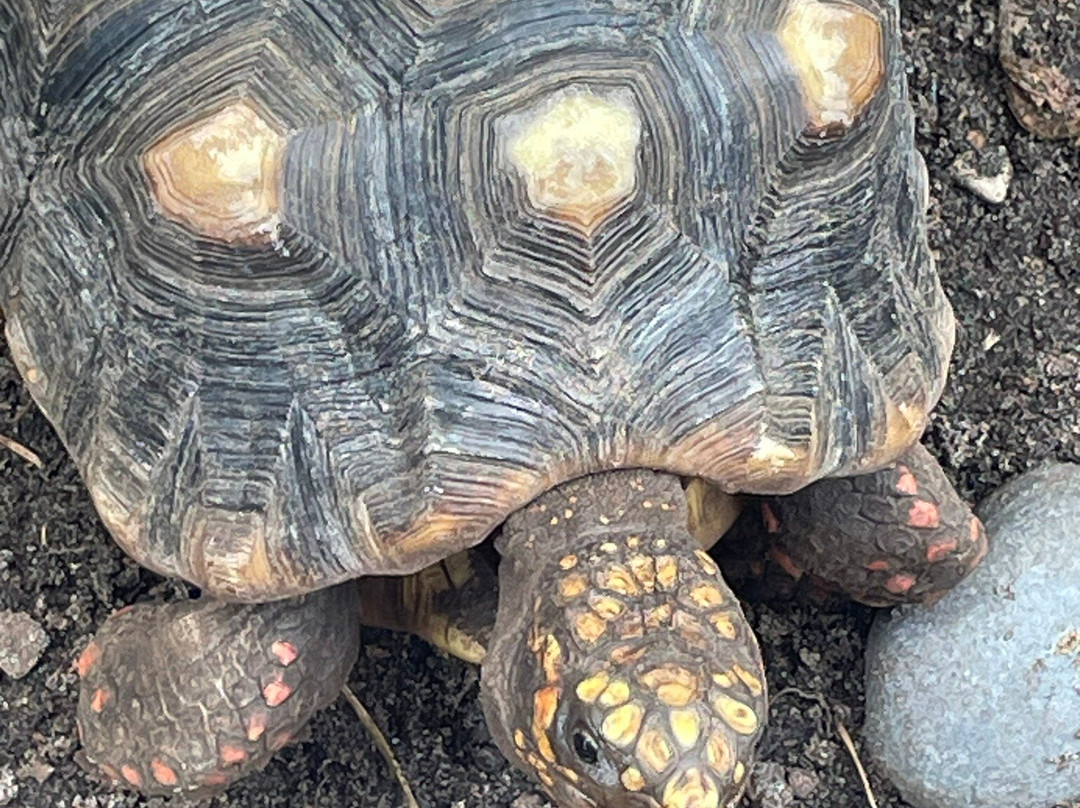 Forgotten Coast Sea Turtle Center景点图片