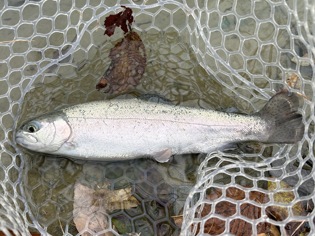 Hakuba Happo Nire Pond Fishing Center景点图片