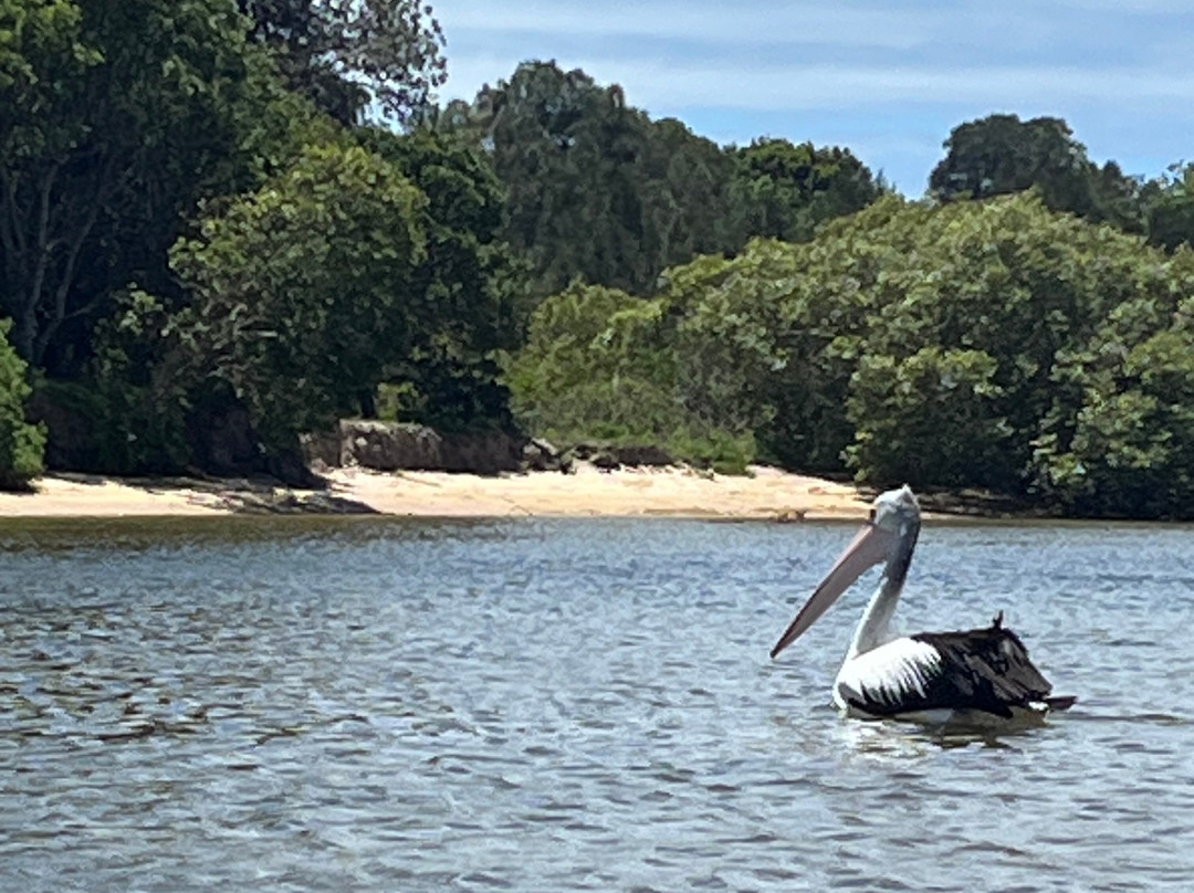 Yamba Kayak景点图片