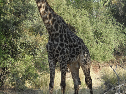 Treemma Travel & Tours-李文斯顿必去景点