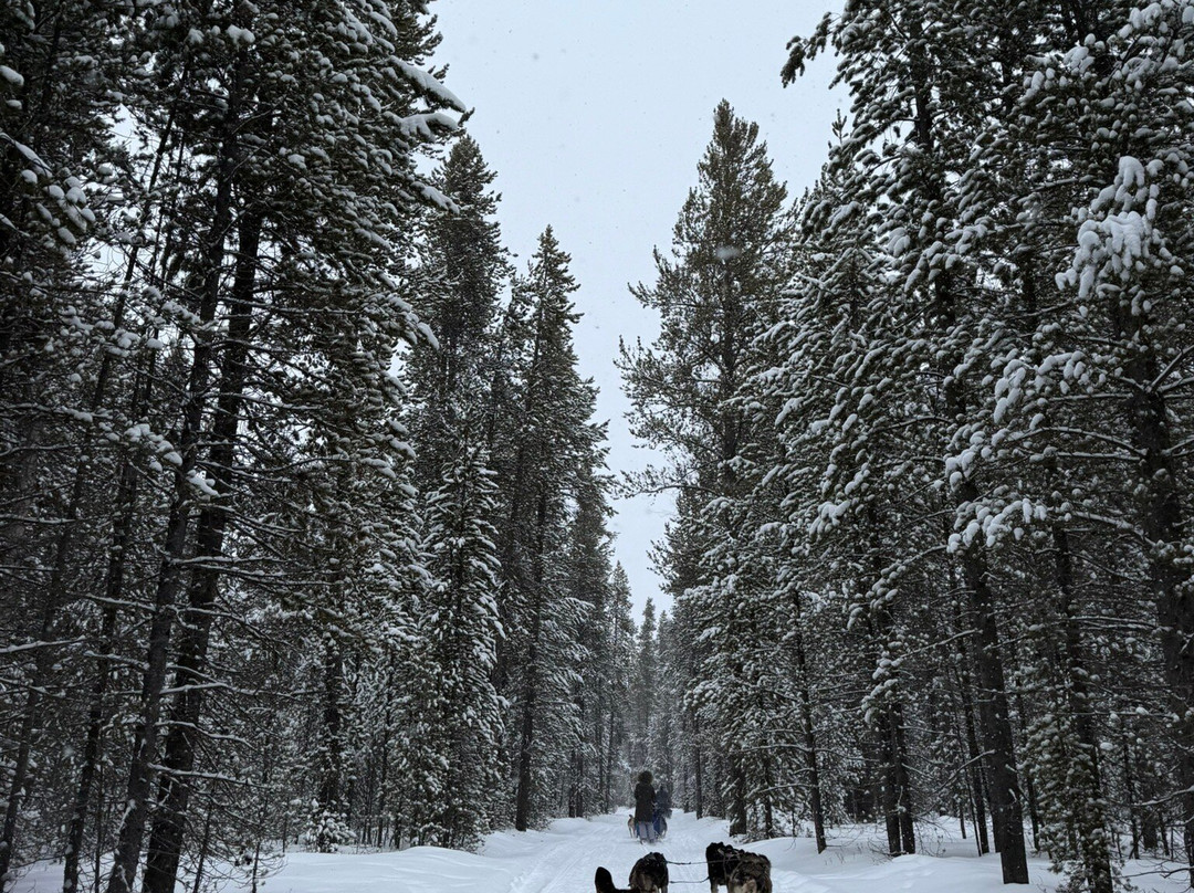Spirit of the North Sled Dog Adventures景点图片