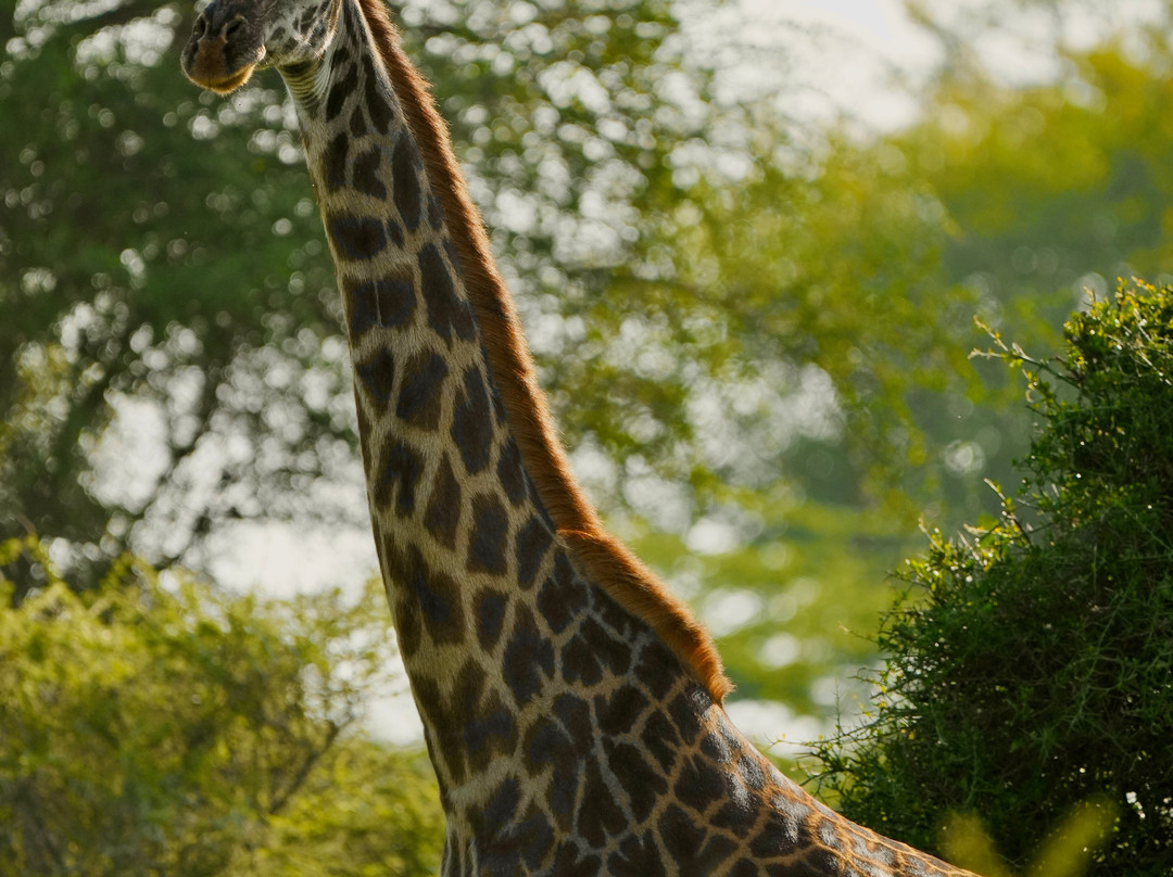 Katikati Tours and Safaris景点图片