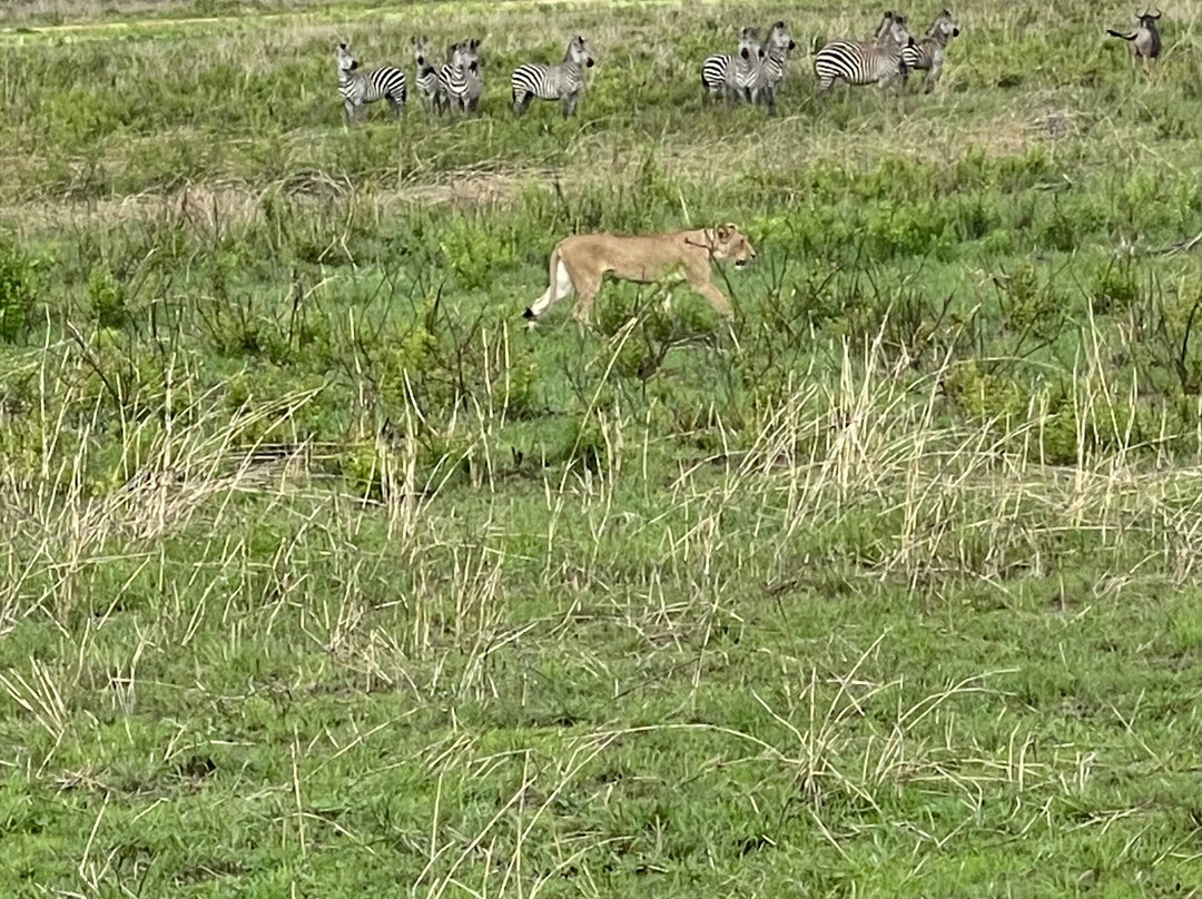 Tanzania Safari Trails Dmc Ltd