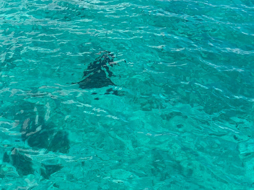 Sail Meow-圣 托马斯必去景点