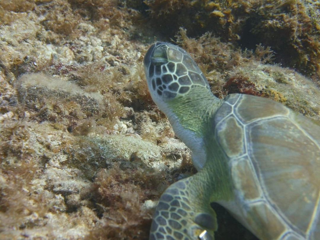 Dive Wederfoort-威廉斯塔德必去景点