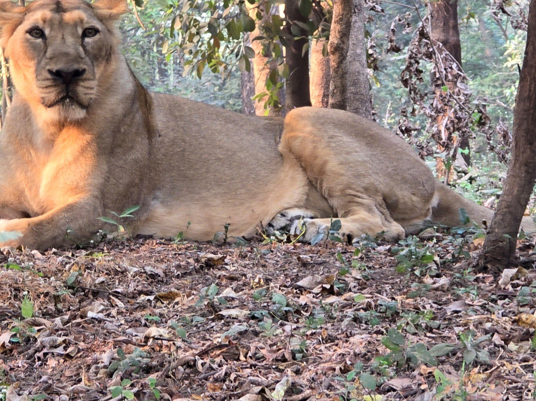 Silvassa Vasona Lion Safari-锡尔瓦萨必去景点
