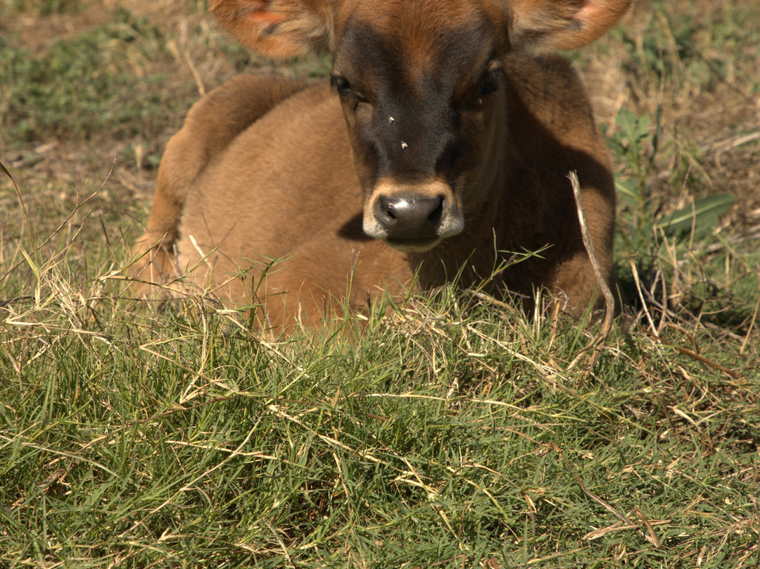 Olijvenhof Olive Estate-蒙提古必去景点