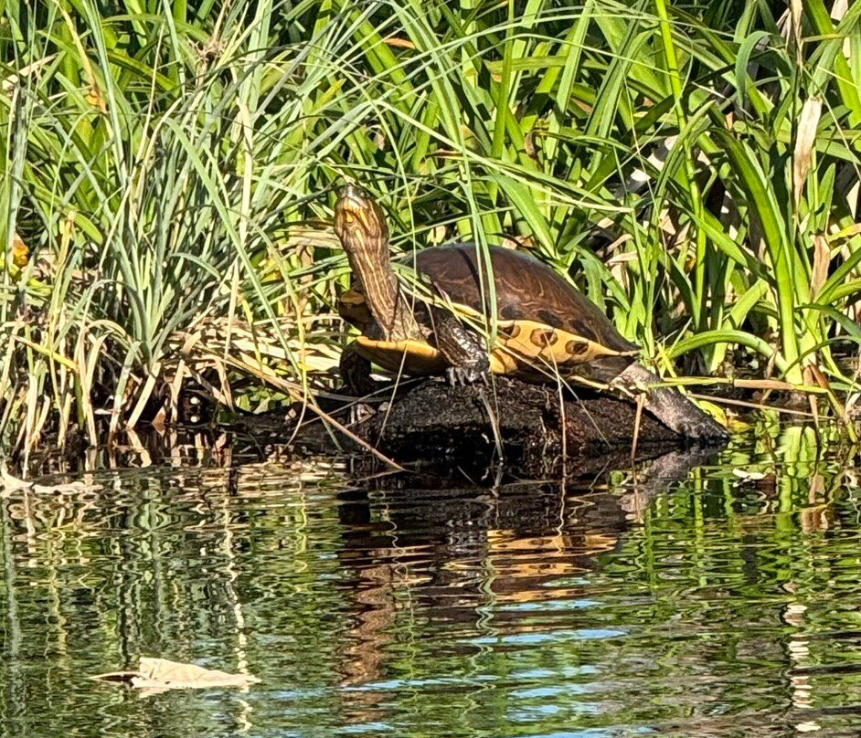 Laguna Ventanilla-Mazunte必去景点