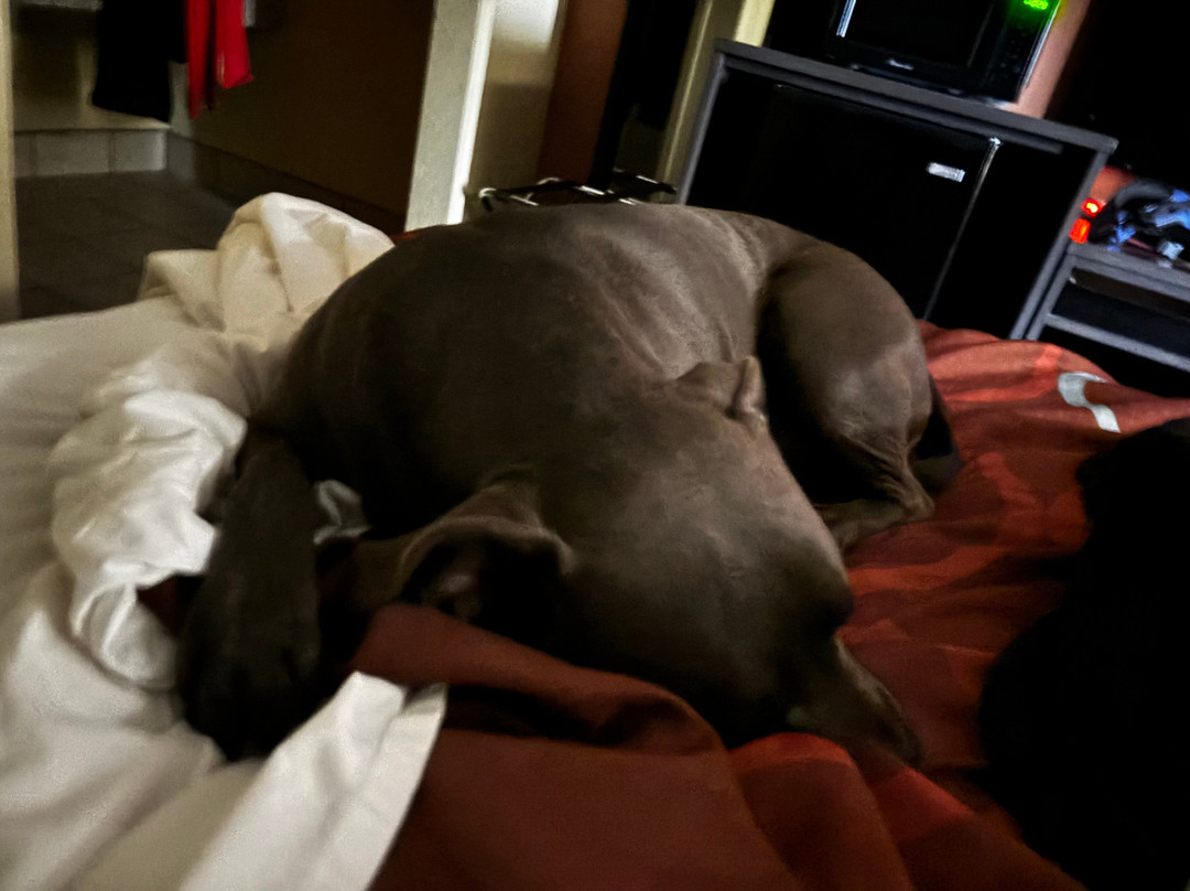 Super 8 By Wyndham Tulsa主图