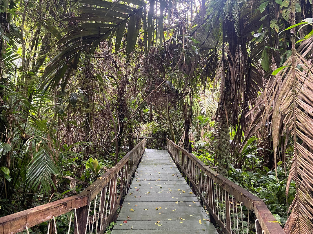 Veragua Rainforest Park景点图片