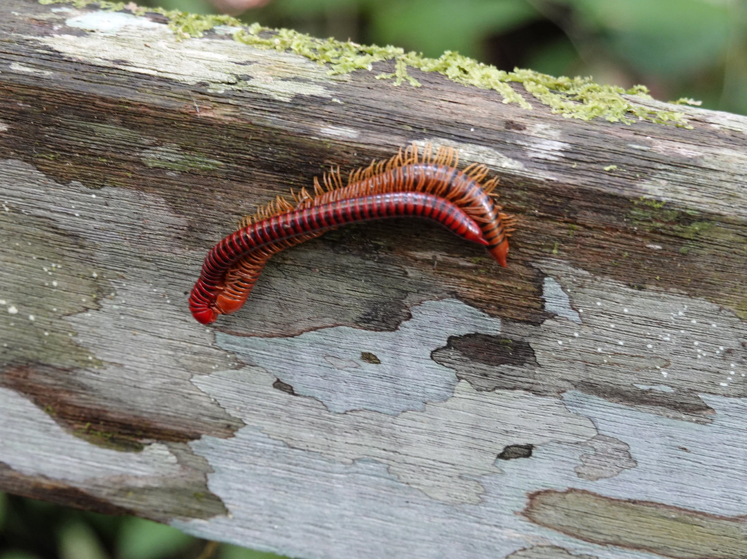 Deer Cave-姆鲁国家公园必去景点